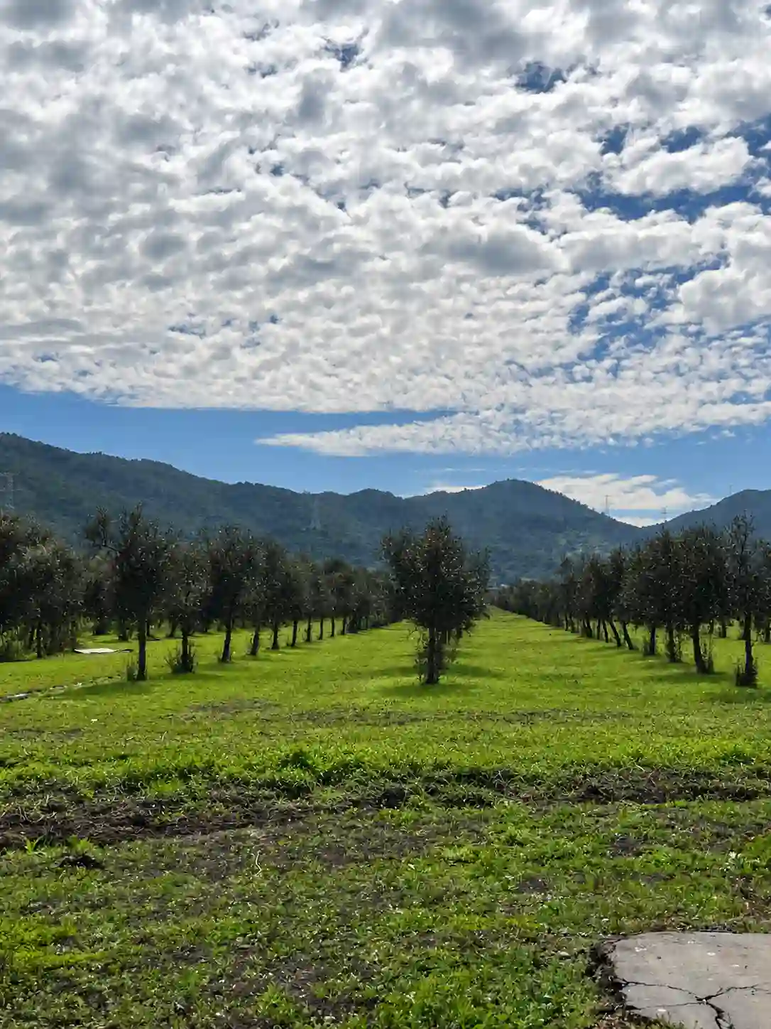 Áreas verdes del condominio Country Sport